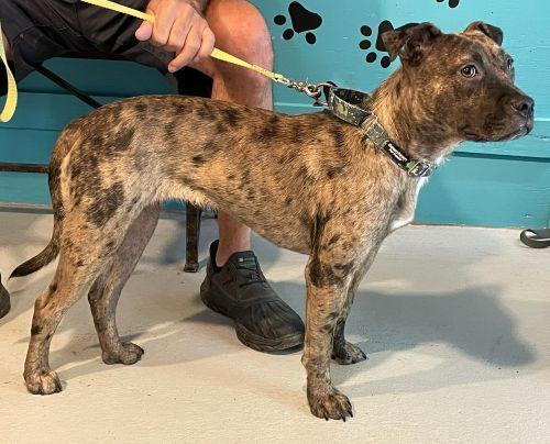 Enlarge Cookie, an adopted mixed breed in Parkville, MO image 4/6