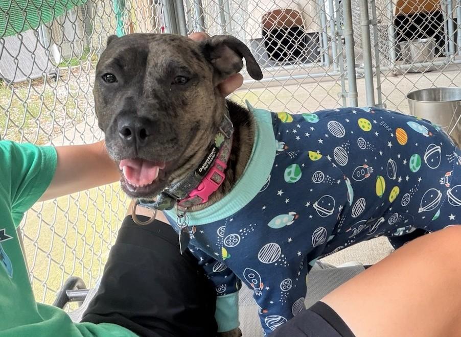 Cookie, adopted, Puppy Female Catahoula Leopard Dog.