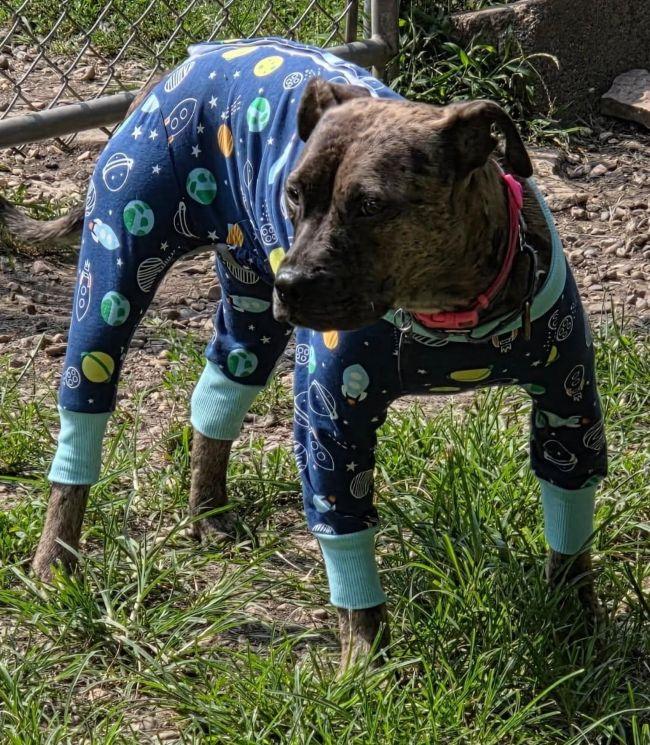 Enlarge Cookie, an adopted mixed breed in Parkville, MO image 3/6