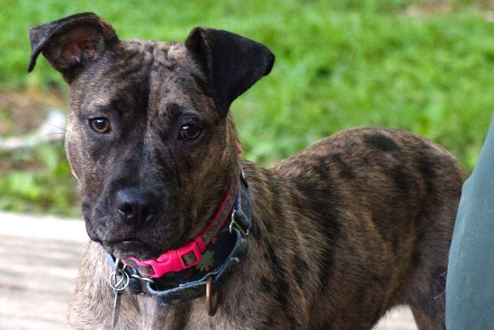 Enlarge Cookie, an adopted mixed breed in Parkville, MO image 2/6