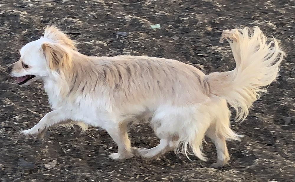 Sugar, Adopted, Adult Female Chihuahua.