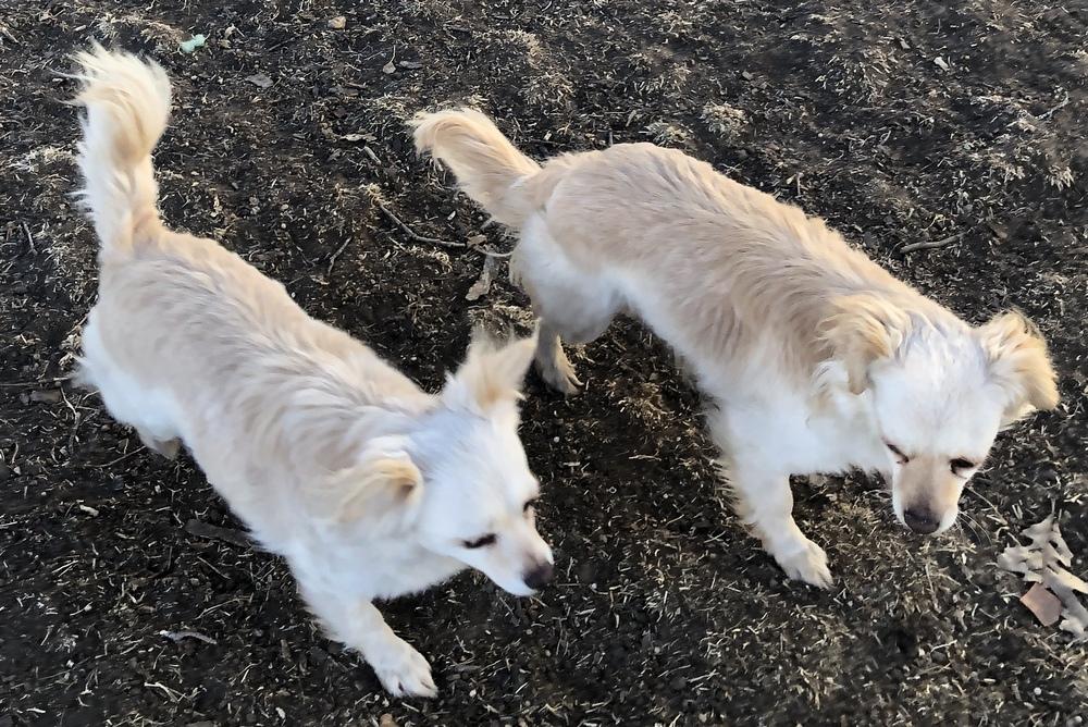 Enlarge Sugar, a Adopted Chihuahua in Minneapolis, KS image 2/3