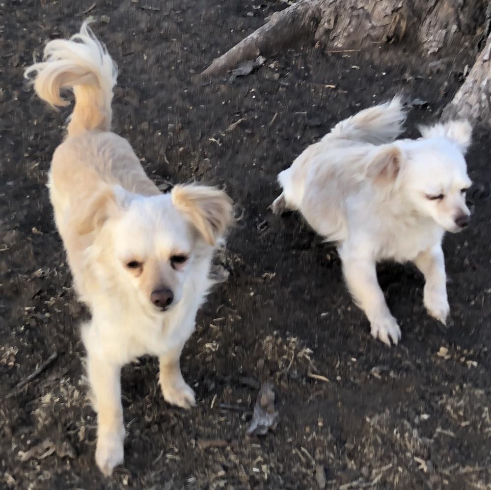 Sugar, Adopted, Adult Female Chihuahua.