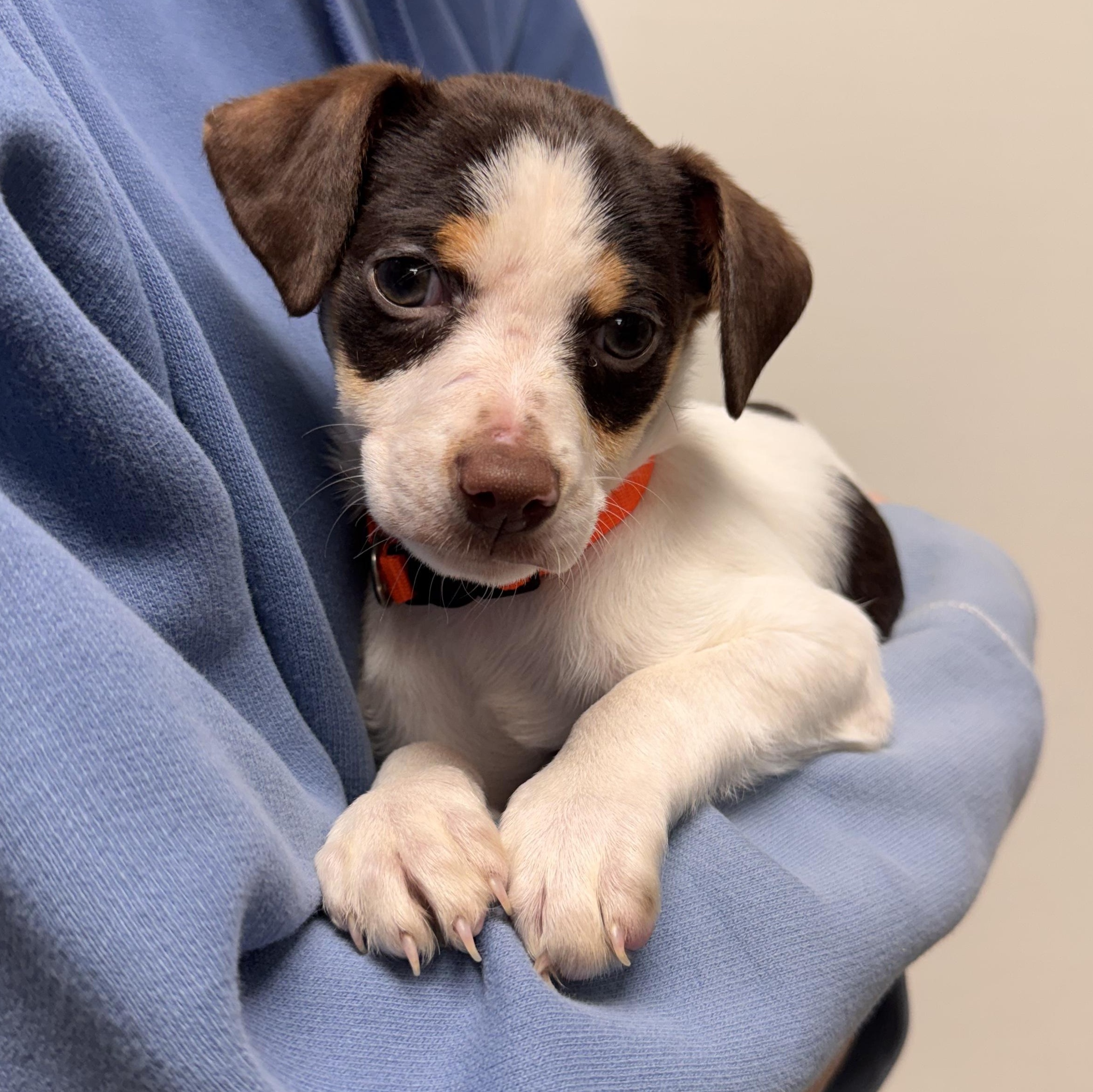 Asiago , Adoptable, Puppy Male Terrier & Chihuahua.