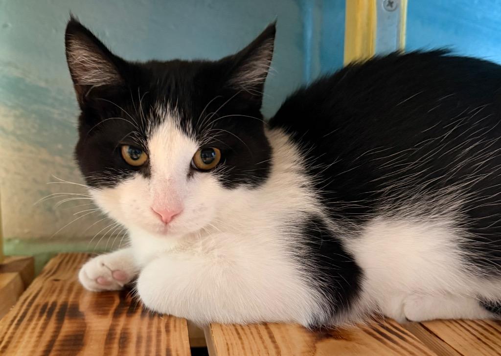 Enlarge Dani, a Adoptable mixed breed in Defiance, OH image 2/6