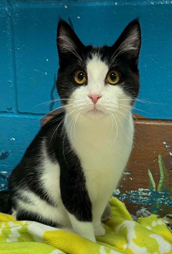 Dani, a Adoptable mixed breed in Defiance, OH image 5/6