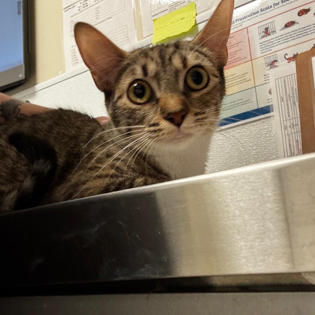 Ruth Bader Kittsburg, Adoptable, Adult Female Domestic Short Hair.