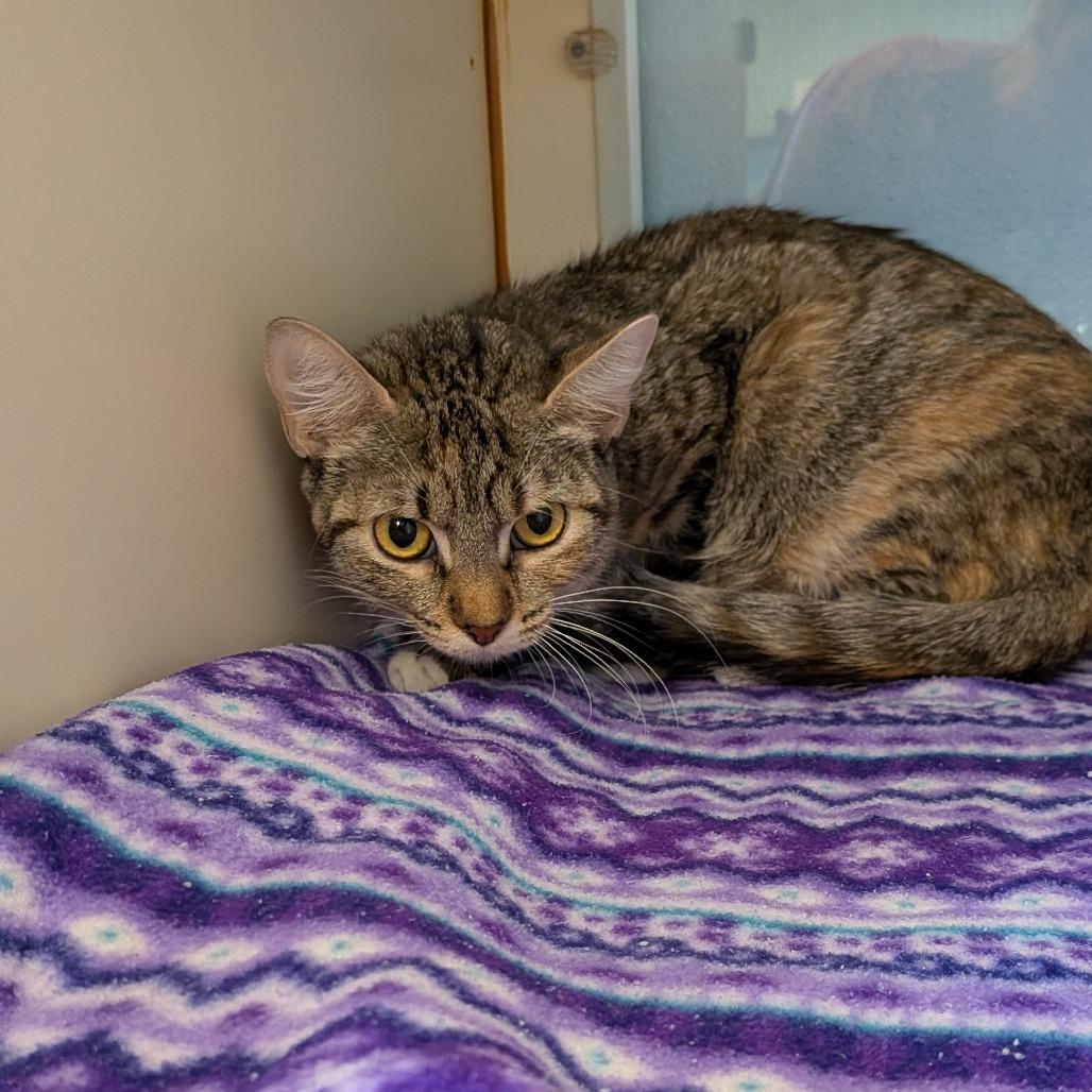Enlarge Ruth Bader Kittsburg, a Adoptable Domestic Short Hair in Tulsa, OK image 2/3