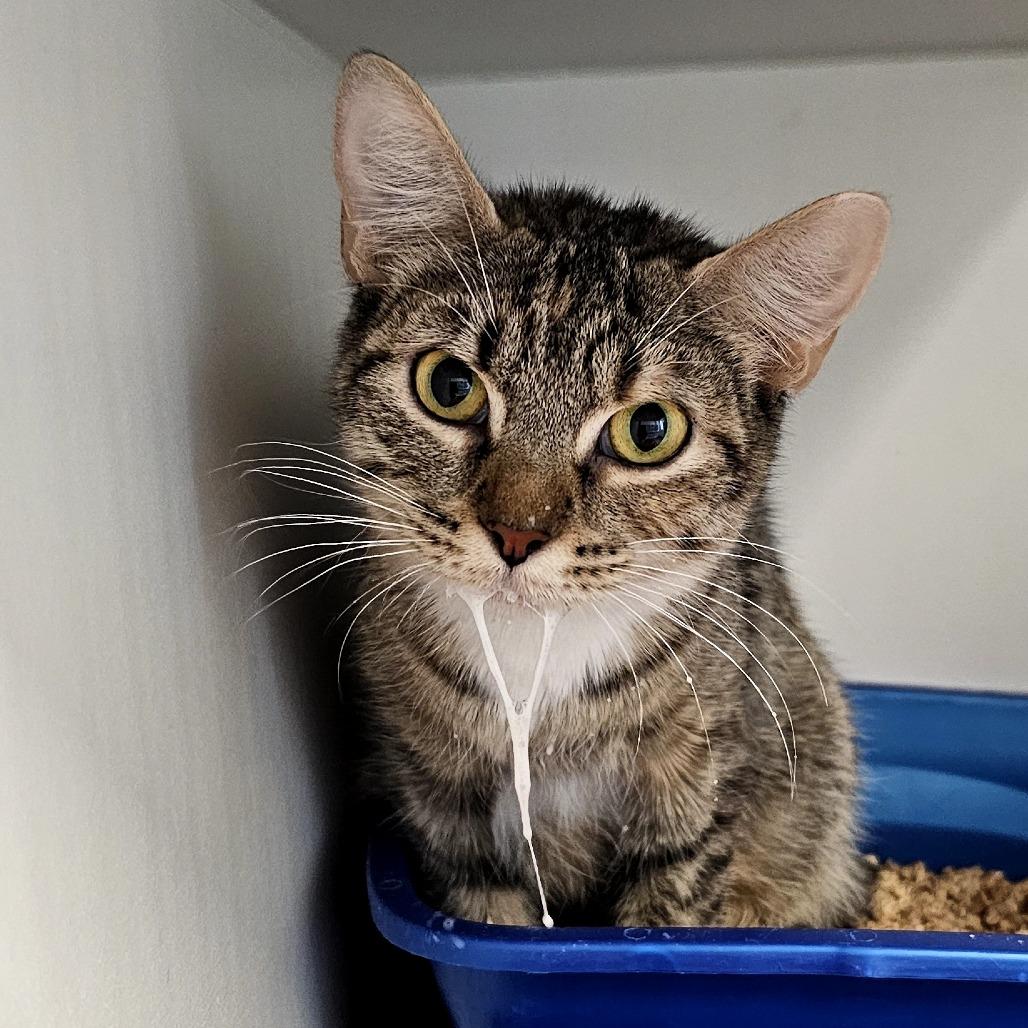 Enlarge Ruth Bader Kittsburg, a Adoptable Domestic Short Hair in Tulsa, OK image 3/3