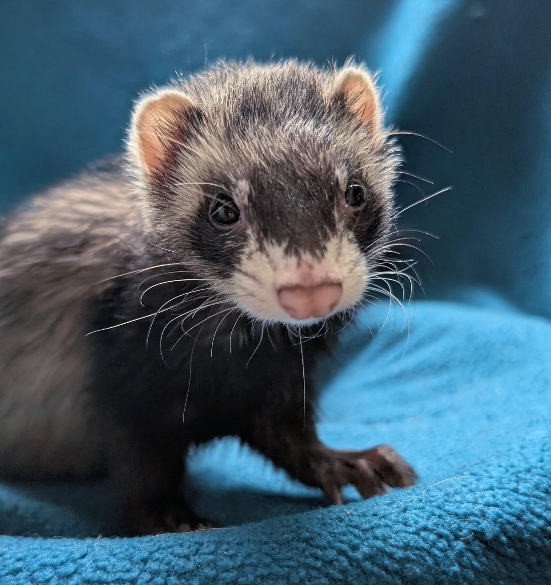 Enlarge Frankie, a Adoptable Ferret in Cleveland, OH image 1/1