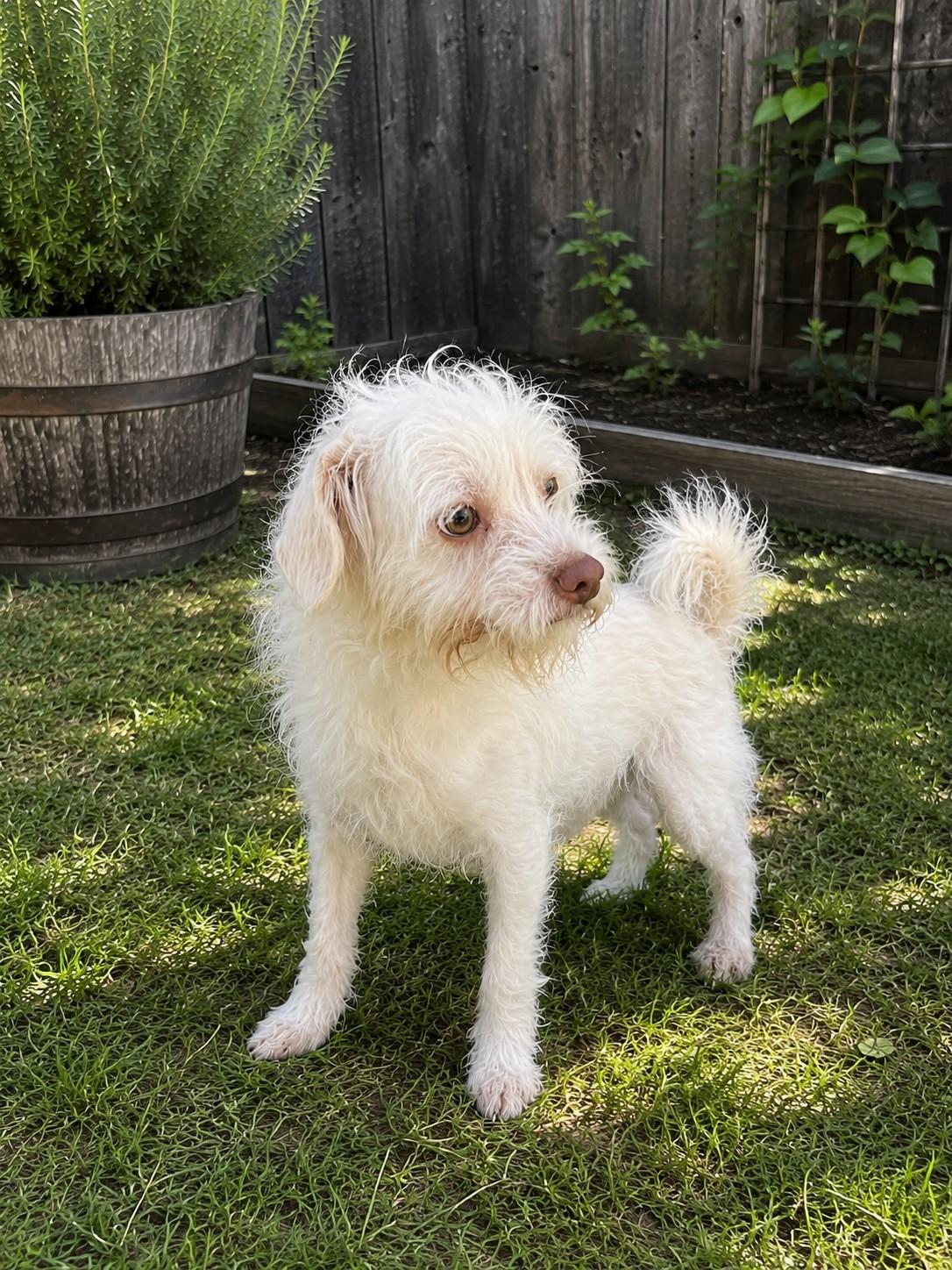 Sunny, a ADOPTABLE mixed breed in Poway, CA image 2/3