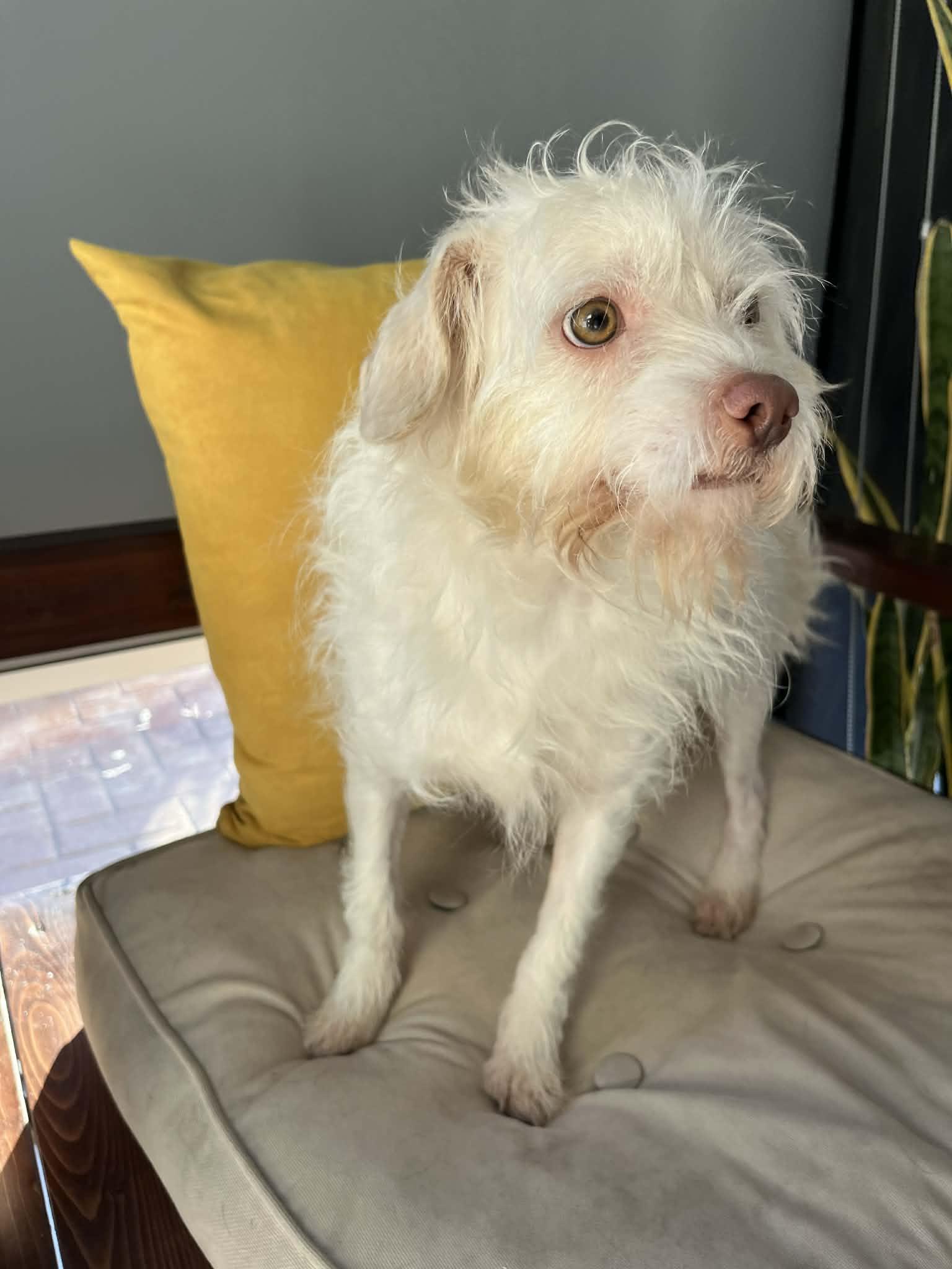 Enlarge Sunny, a ADOPTABLE mixed breed in Poway, CA image 3/4