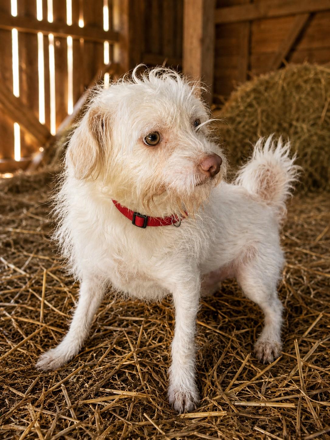 Sunny, ADOPTABLE, Young Male Terrier.