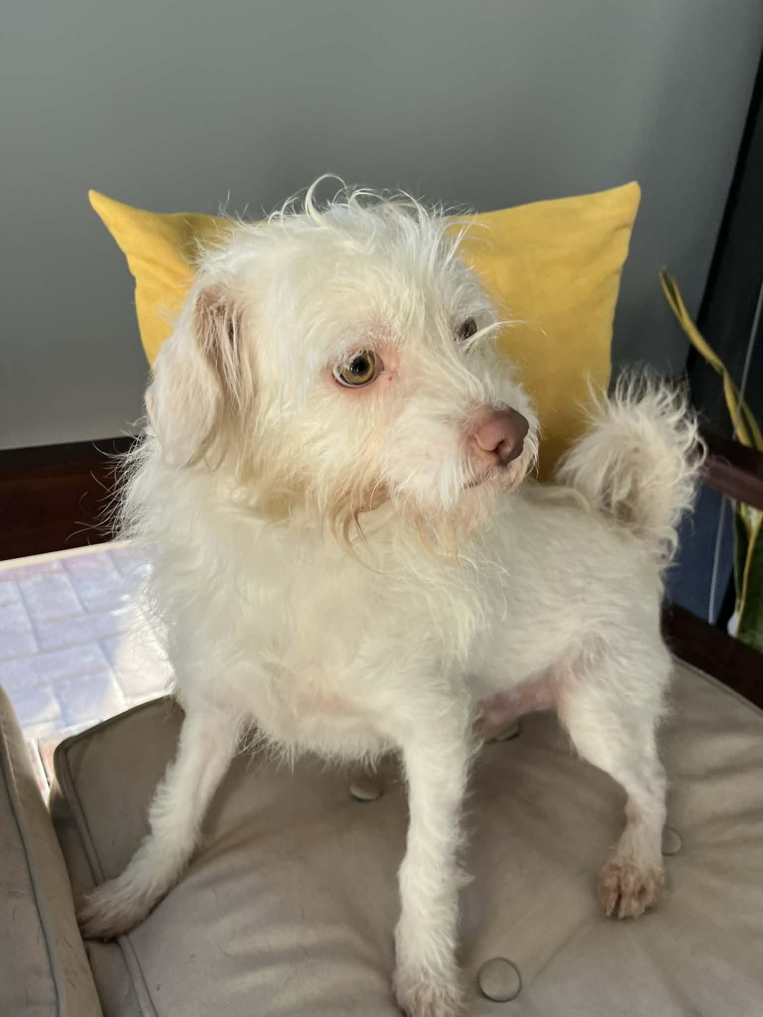 Enlarge Sunny, a ADOPTABLE mixed breed in Poway, CA image 4/4