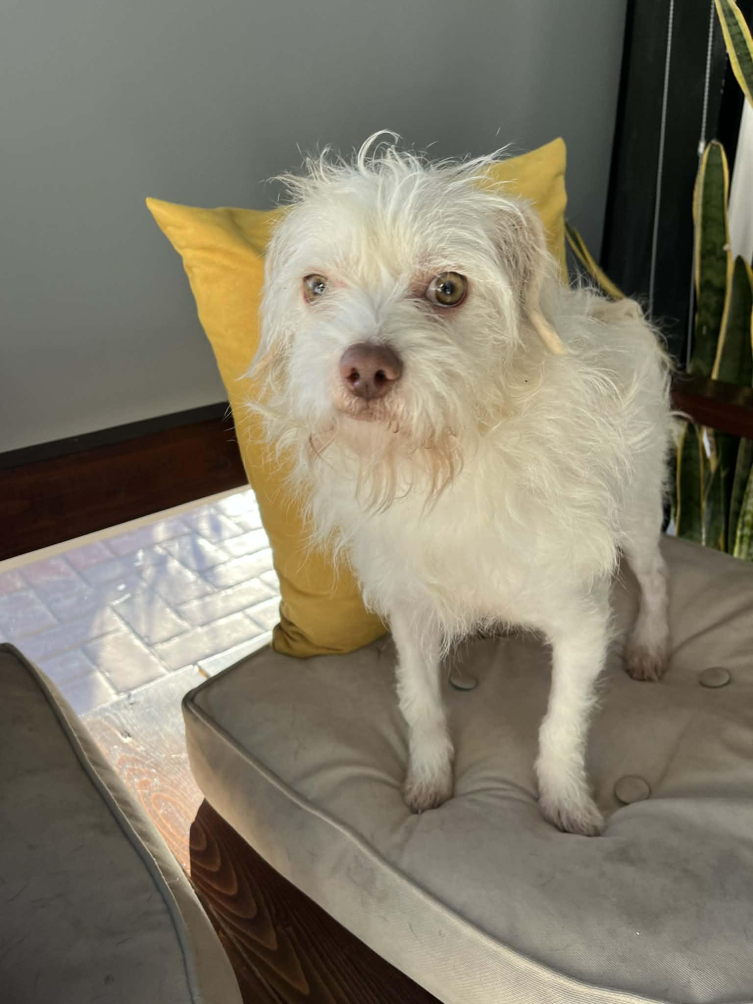 Enlarge Sunny, a ADOPTABLE mixed breed in Poway, CA image 2/4