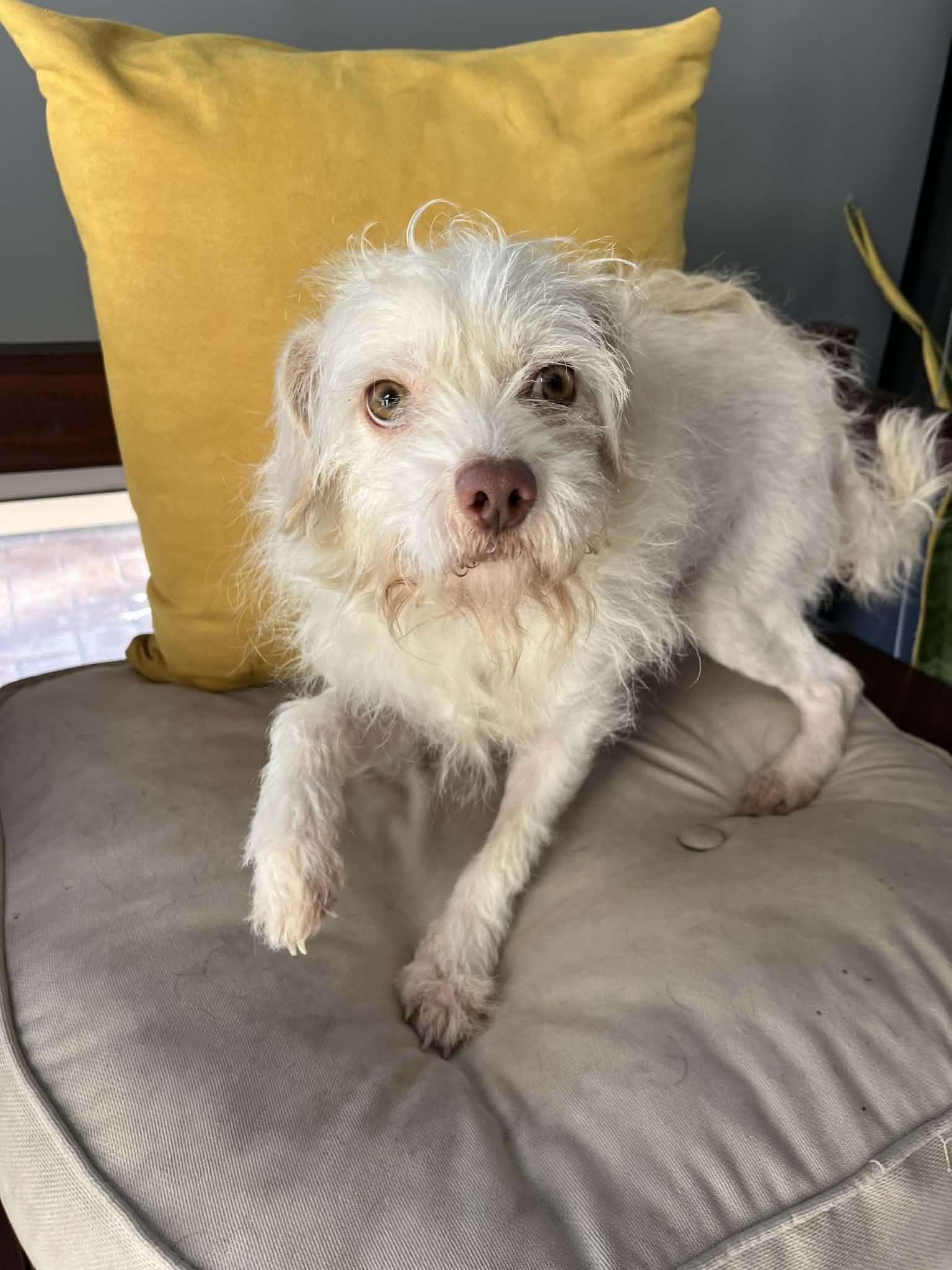 Sunny, ADOPTABLE, Young Male Terrier.