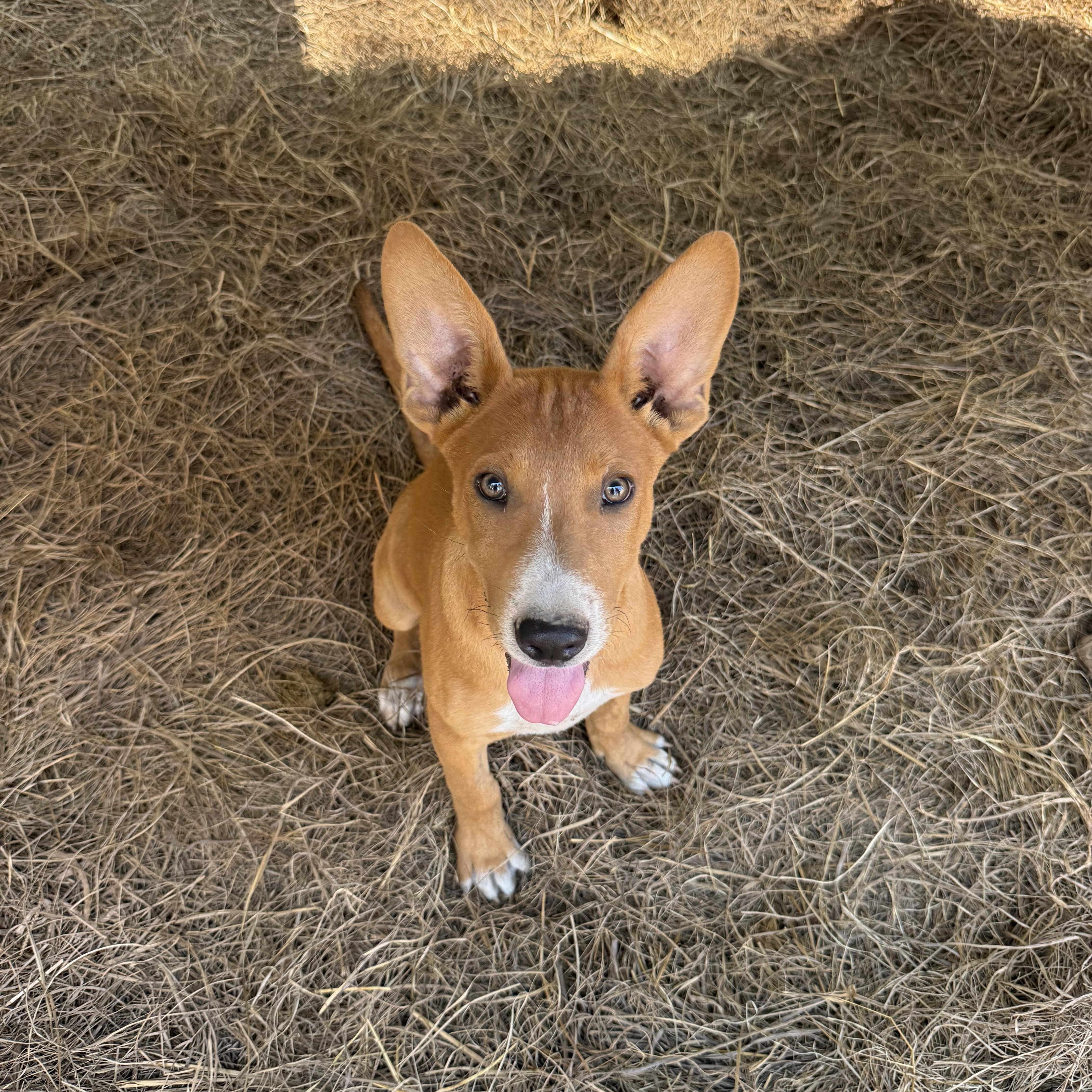 Enlarge Tucker, a Adoptable mixed breed in Parker, CO image 1/2