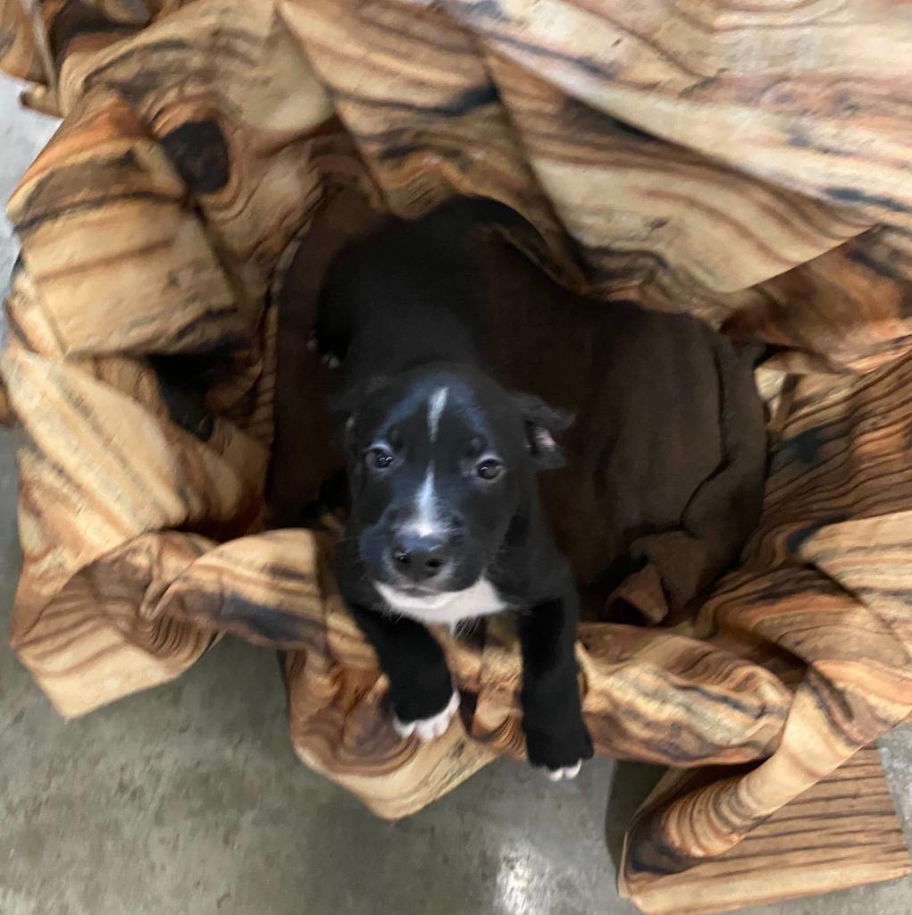 Benji, Adoptable, Puppy Male Mixed Breed.