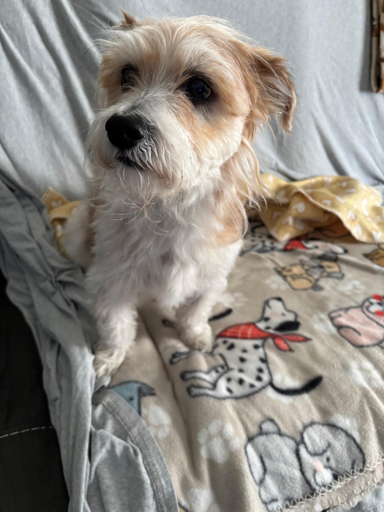 Rex, Adoptable, Senior Male Terrier.