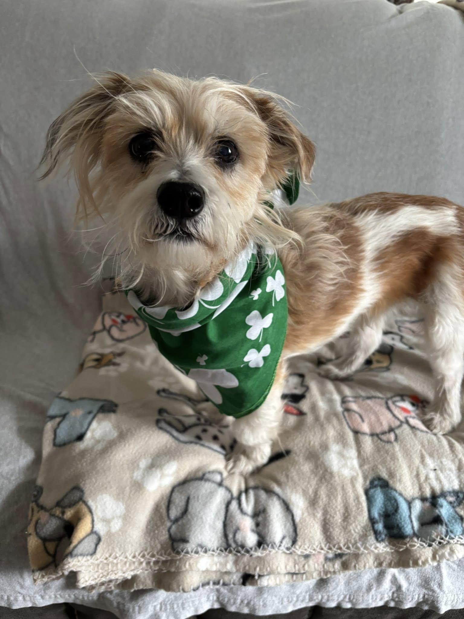 Rex, a Adoptable mixed breed in Hewitt, NJ image 3/6