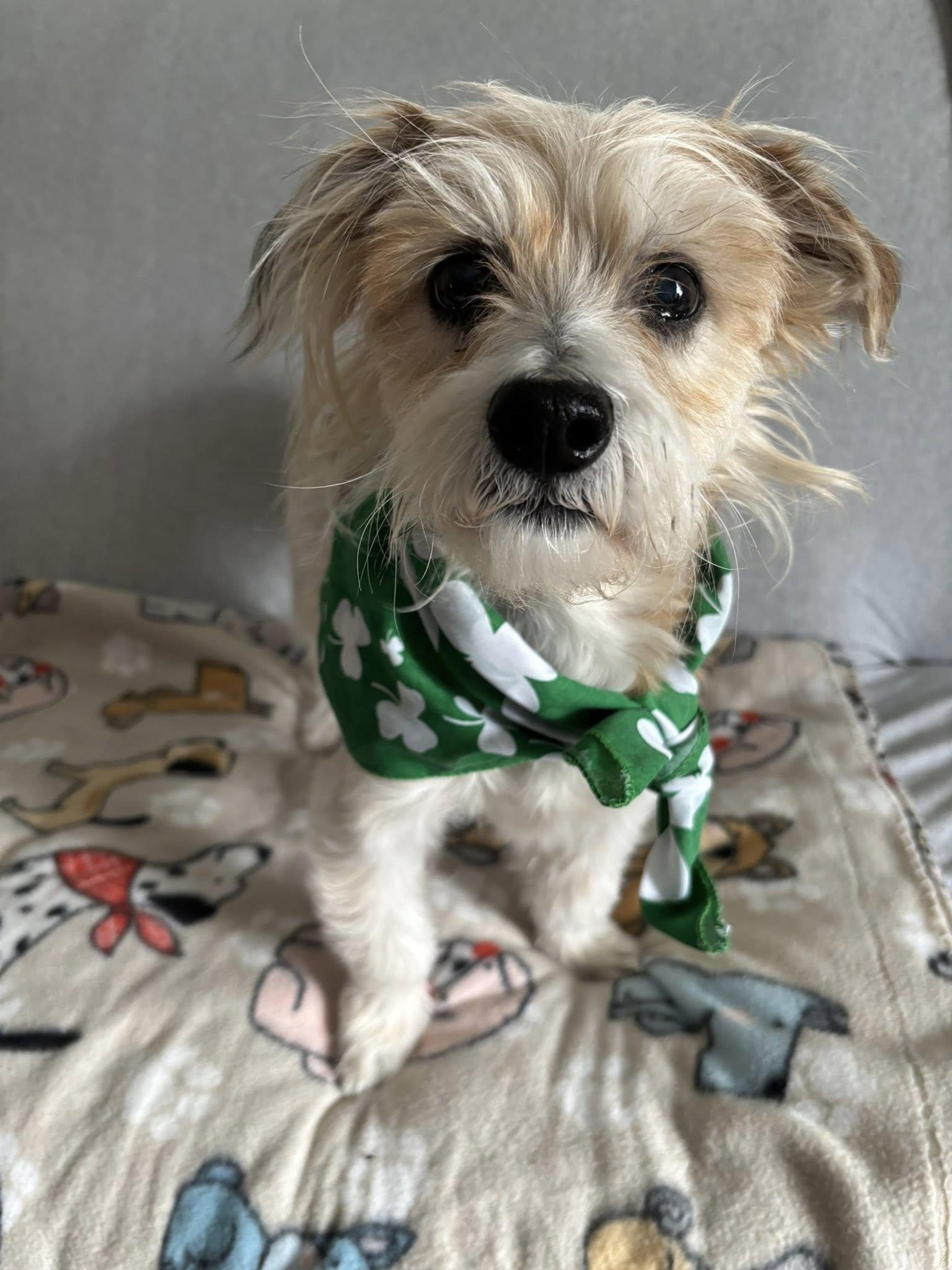 Rex, a Adoptable mixed breed in Hewitt, NJ image 4/6