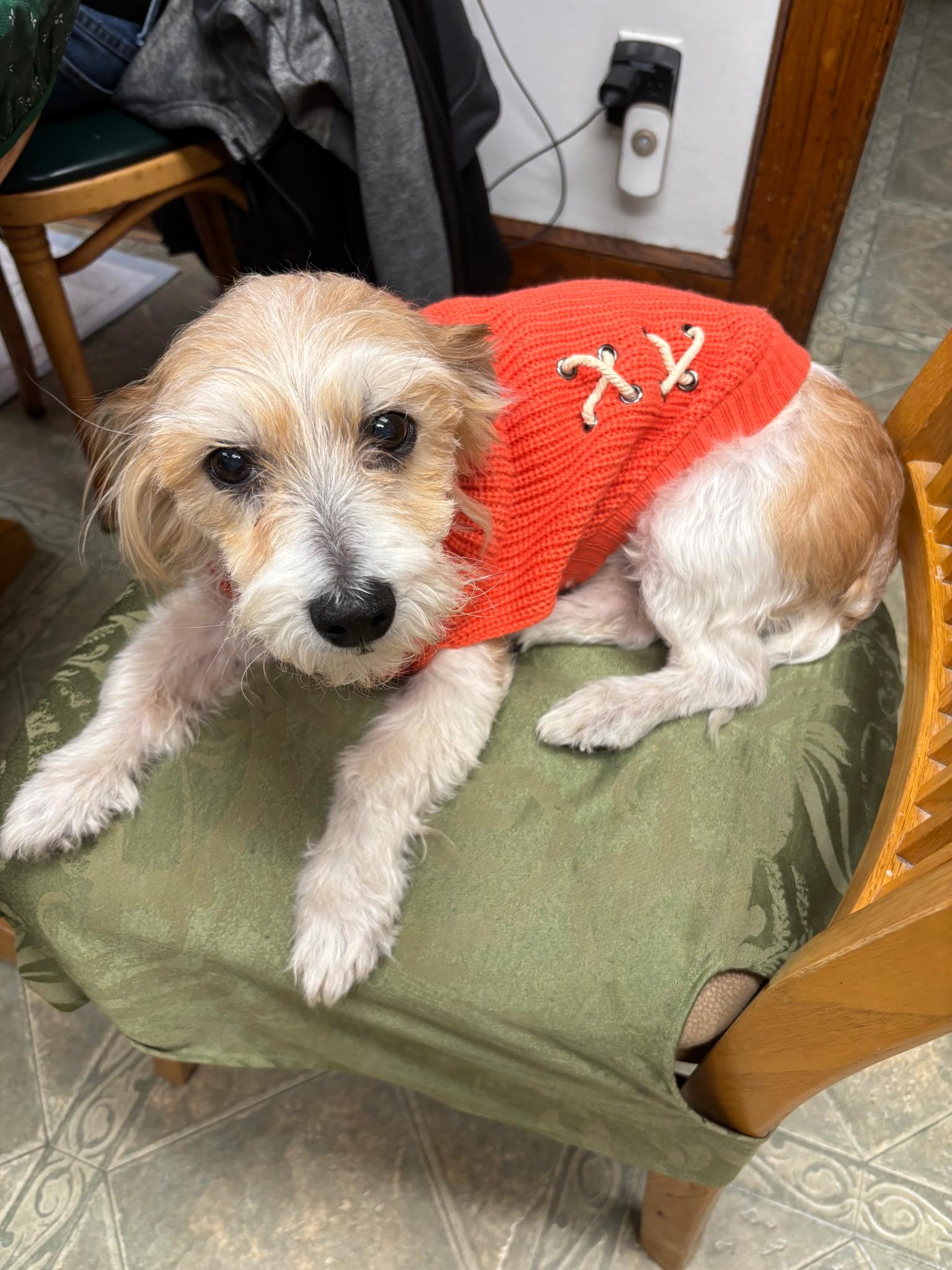 Rex, a Adoptable mixed breed in Hewitt, NJ image 5/6