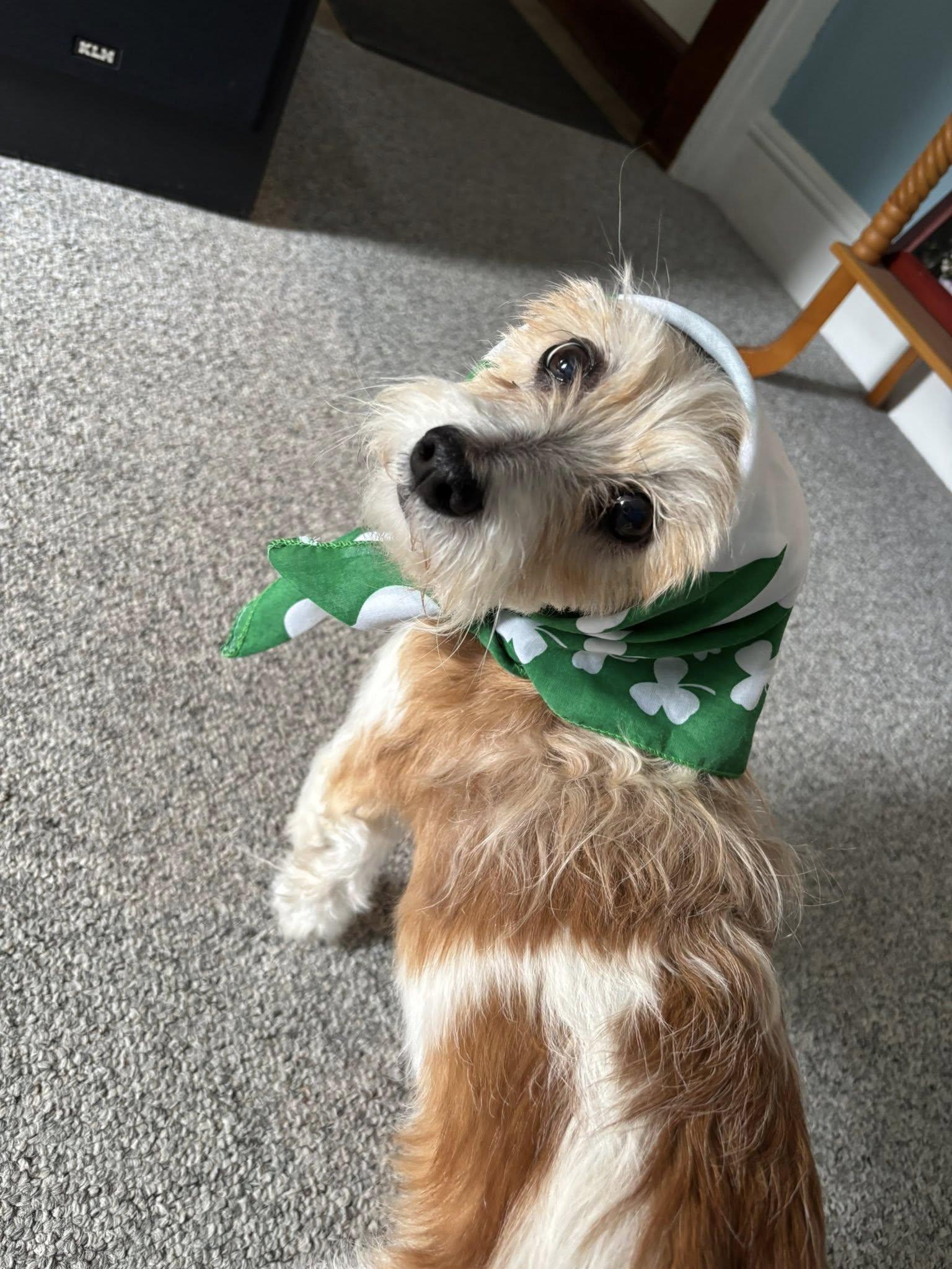 Rex, a Adoptable mixed breed in Hewitt, NJ image 6/6