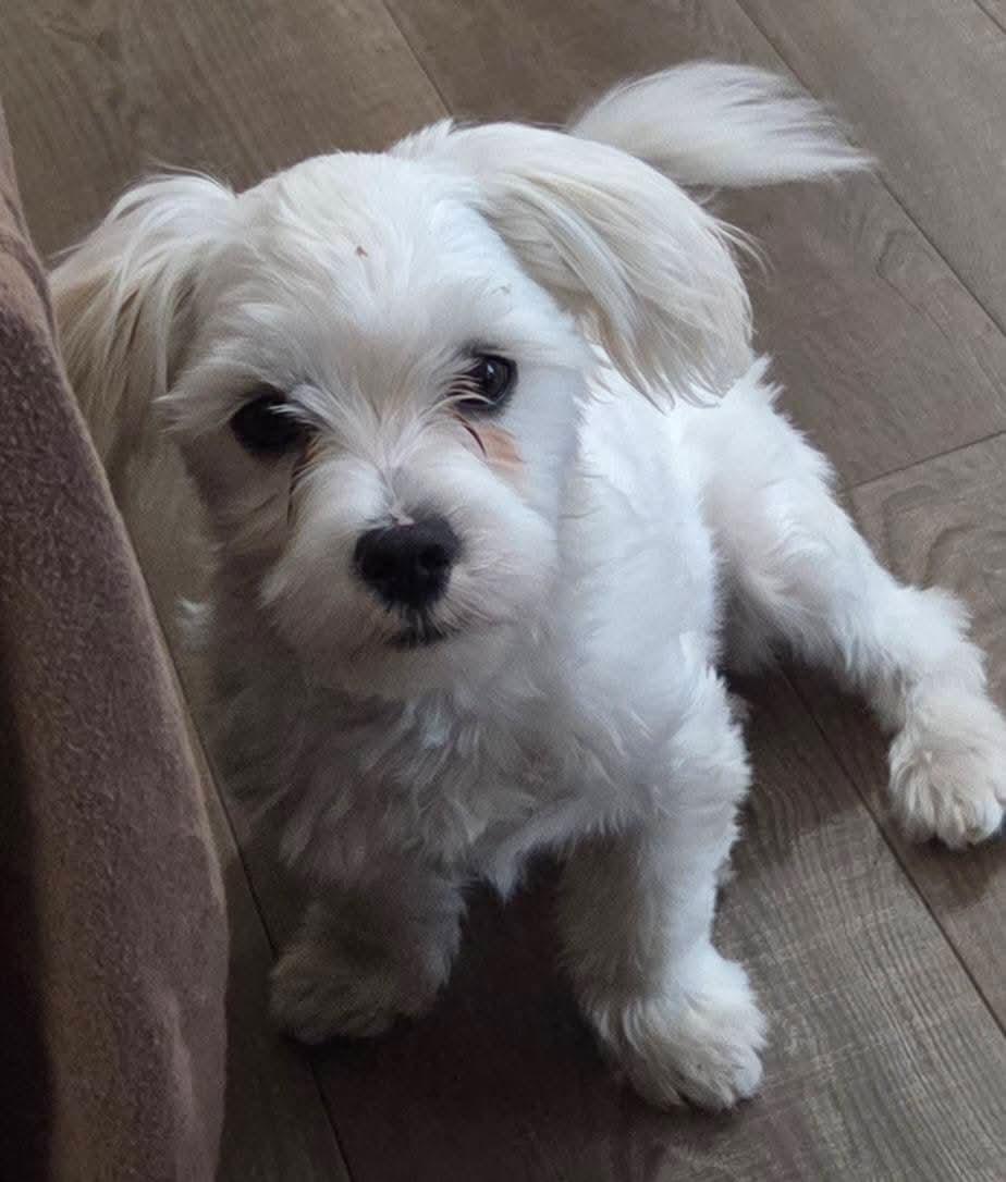 Leonard, ADOPTABLE, Puppy Male Maltese & Yorkshire Terrier.