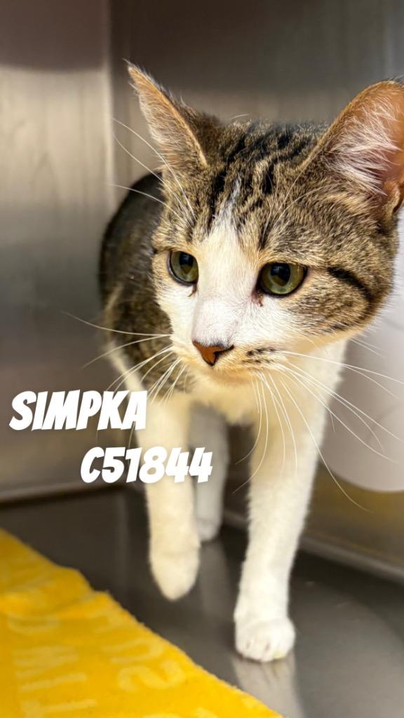 Simpka, a Adoptable mixed breed in Clarksville, TN image 1/2