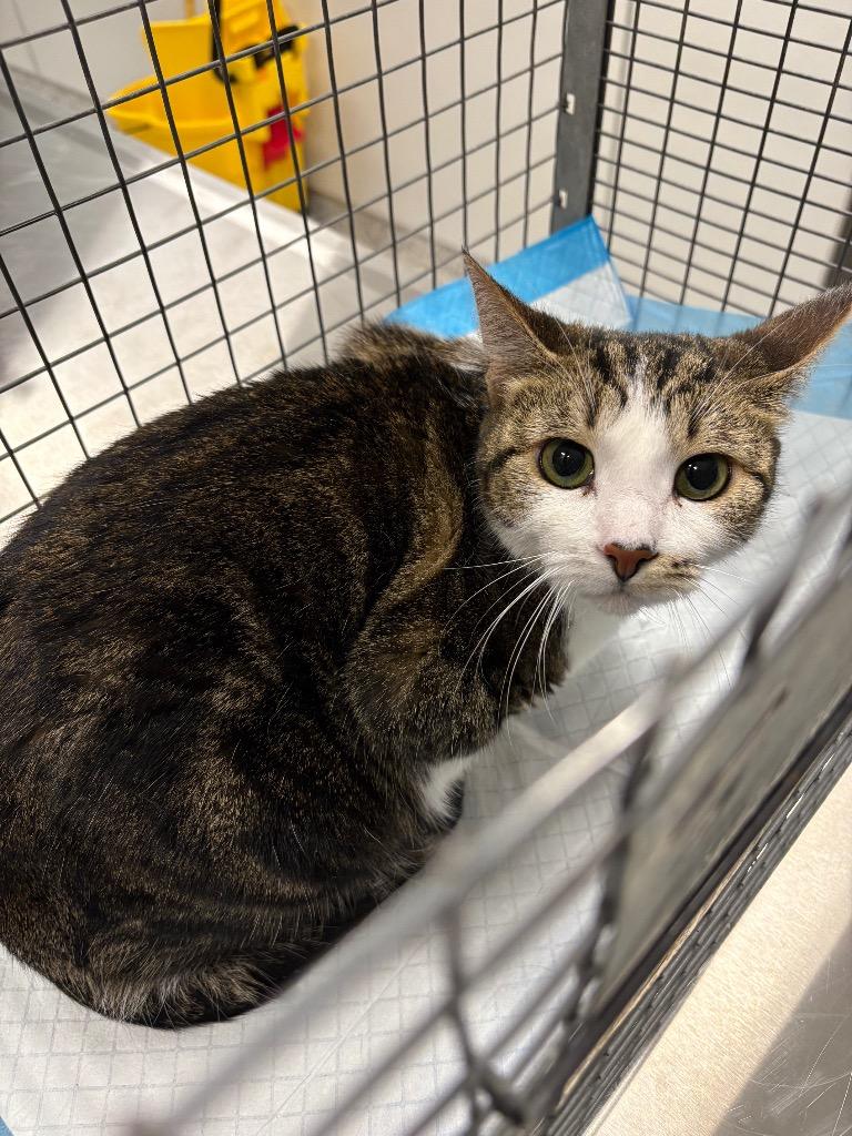 Simpka, a Adoptable mixed breed in Clarksville, TN image 2/2