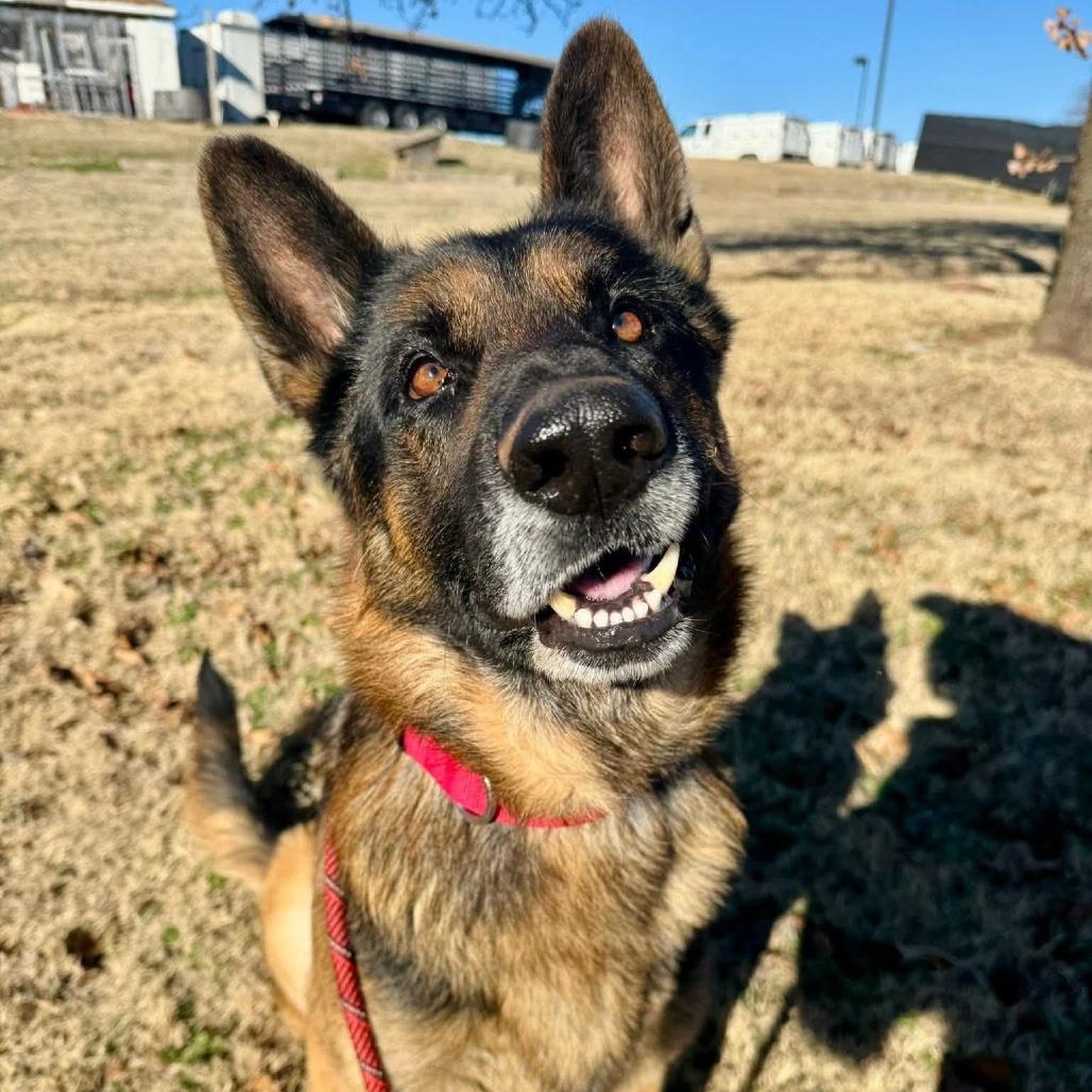 Enlarge Sammy, a Adoptable German Shepherd Dog in Tulsa, OK image 1/1