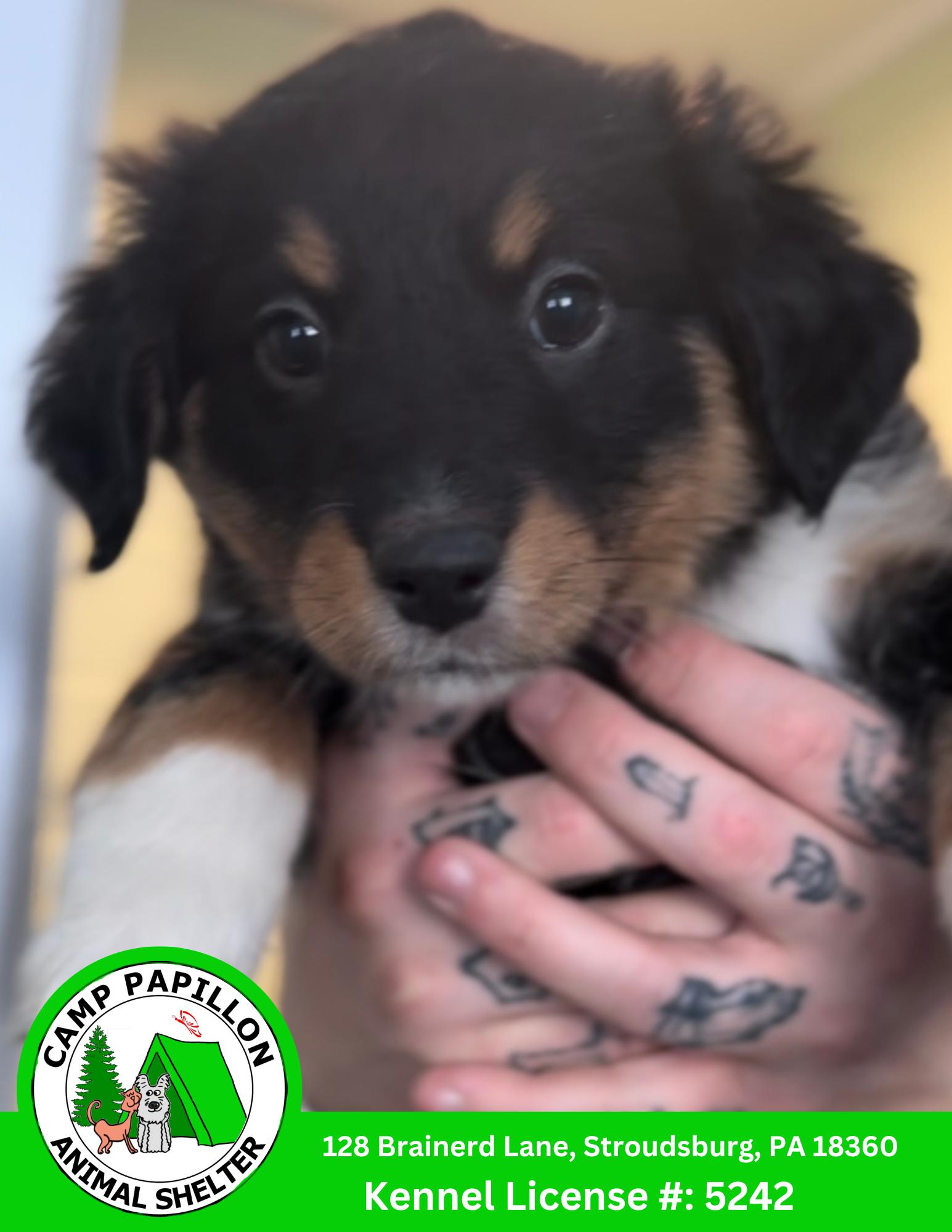 Furrgie, Adopted, Young Male Australian Shepherd.