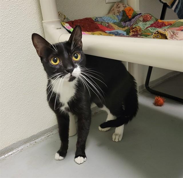 FIONA, Adoptable, Young Female Domestic Short Hair.