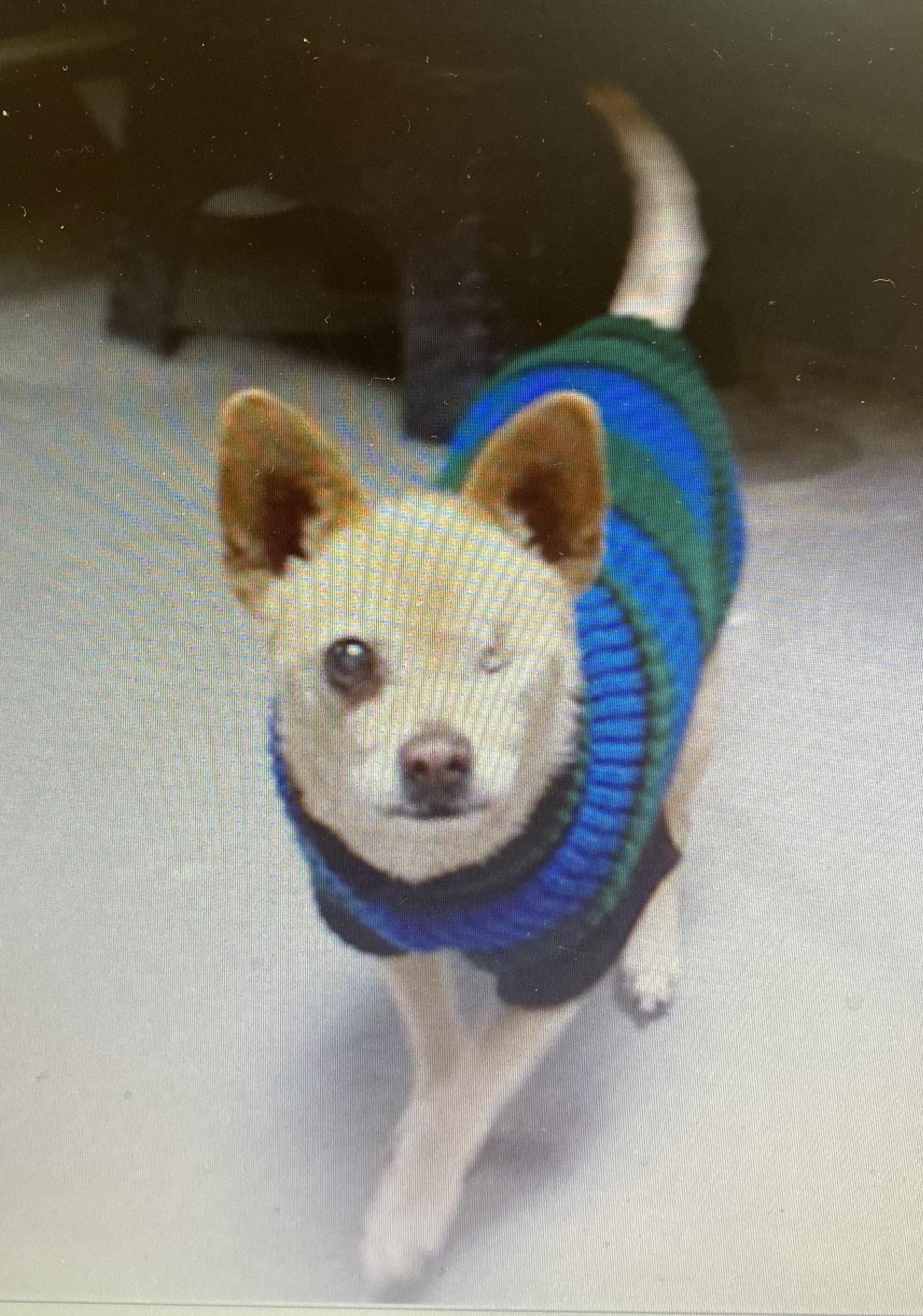Alex, ADOPTABLE, Senior Male Chihuahua.