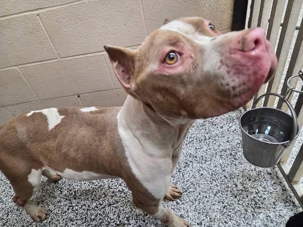 Enlarge Robbie, a Adoptable Pit Bull Terrier in Fayetteville, WV image 1/2