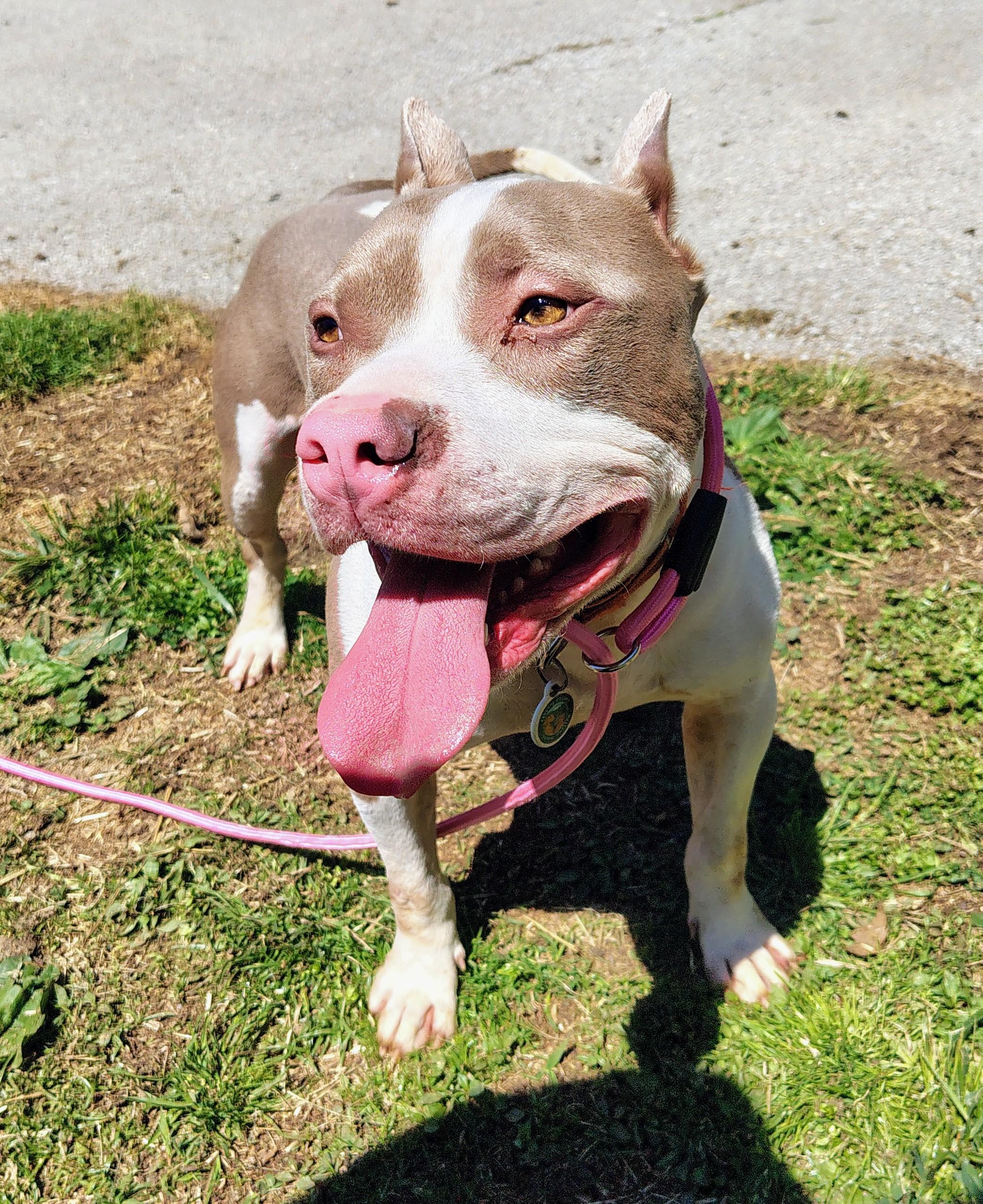 Enlarge Robbie, a Adoptable Pit Bull Terrier in Fayetteville, WV image 1/2
