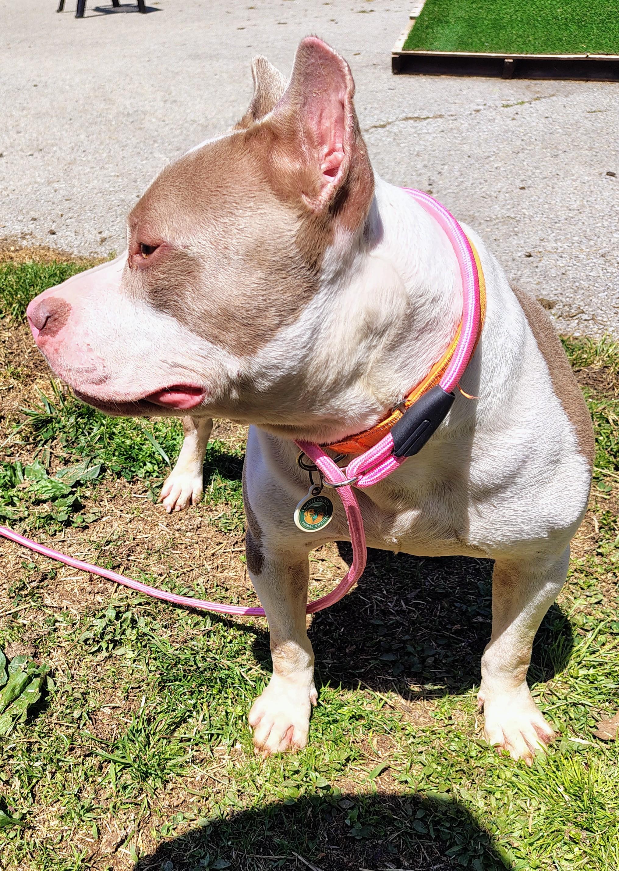 Enlarge Robbie, a Adoptable Pit Bull Terrier in Fayetteville, WV image 2/2