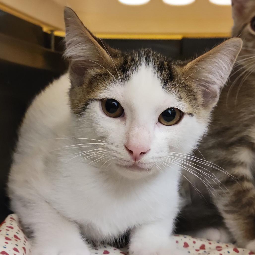 Gary, Adoptable, Kitten Male Domestic Short Hair.