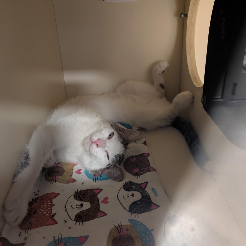 Gary, a Adoptable Domestic Short Hair in Sarasota, FL image 2/2