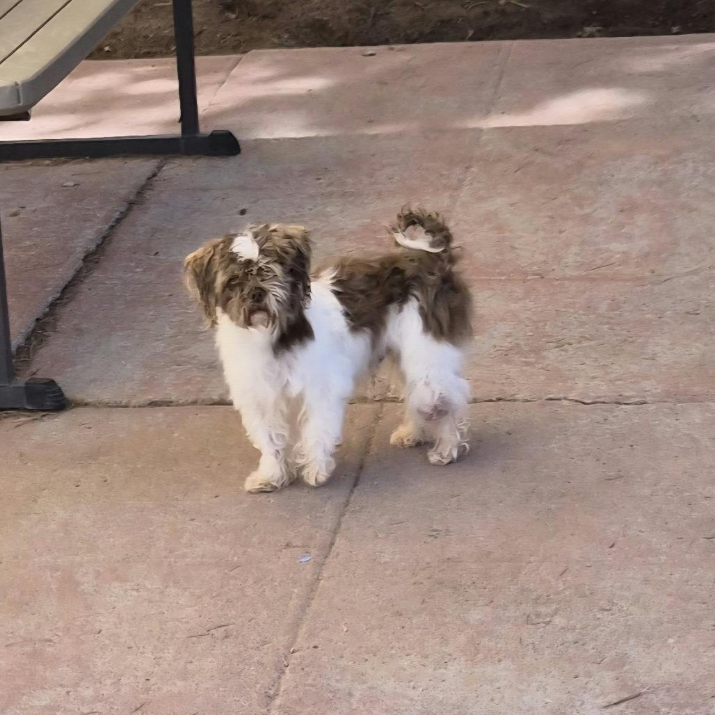 Enlarge Little One, a Adoptable mixed breed in Las Cruces, NM image 1/1