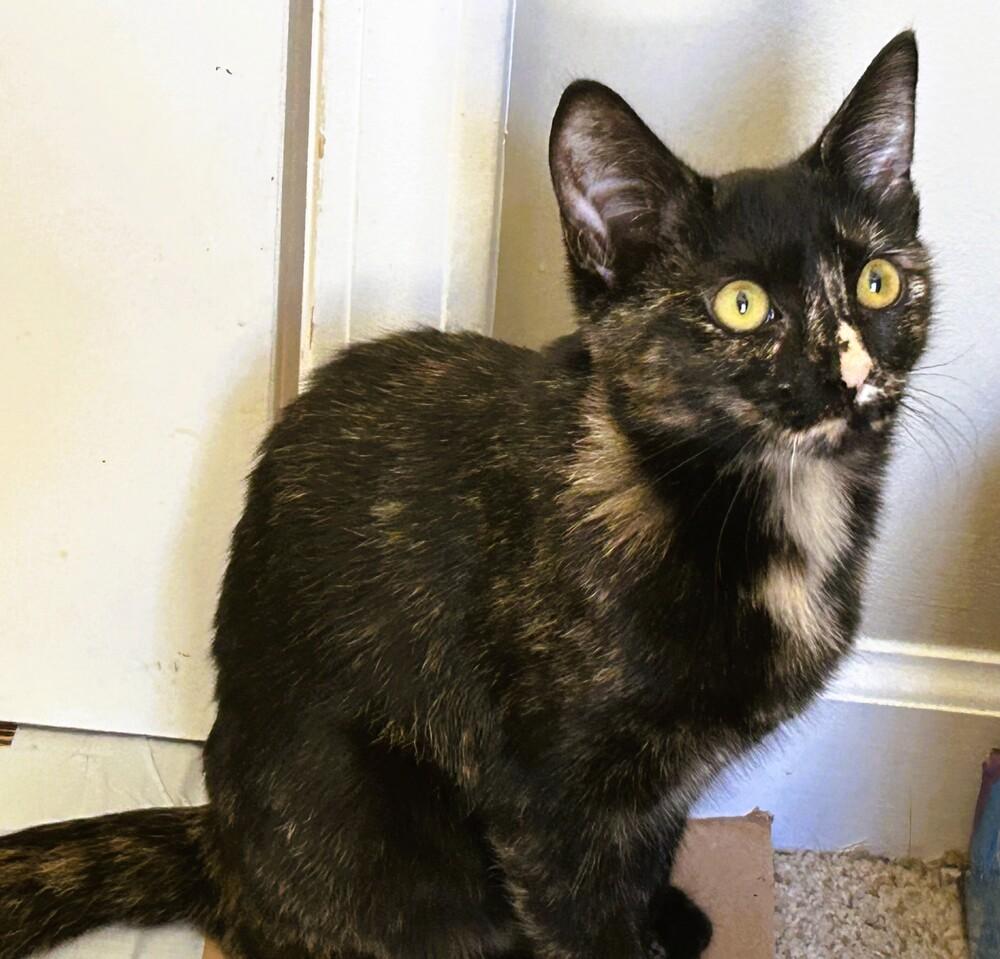 Enlarge Jezabel, a Adoptable mixed breed in Mooresville, NC image 1/5