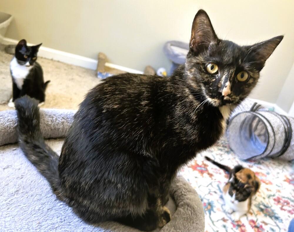 Enlarge Jezabel, a Adoptable mixed breed in Mooresville, NC image 2/5