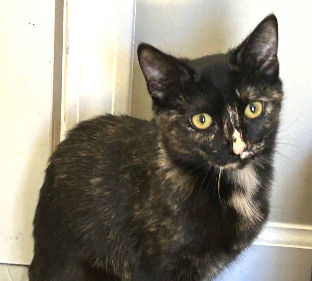 Enlarge Jezabel, a Adoptable mixed breed in Mooresville, NC image 3/5