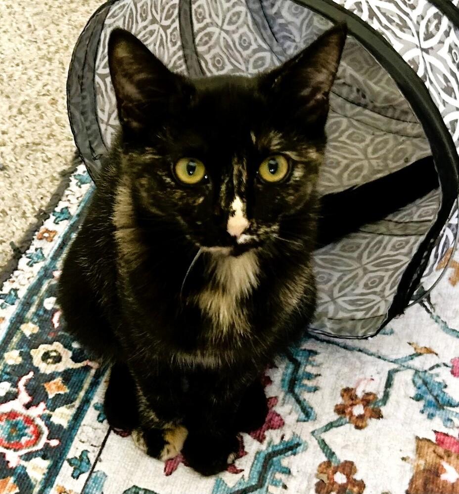 Enlarge Jezabel, a Adoptable mixed breed in Mooresville, NC image 5/5