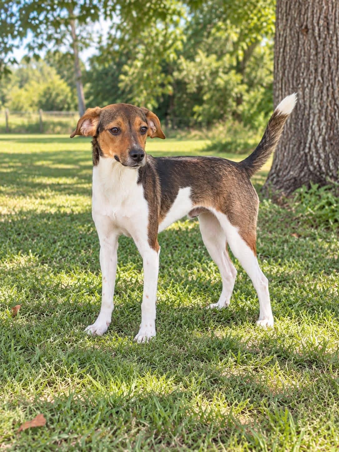 Enlarge Mitzi, a Adoptable mixed breed in Winnfield, LA image 1/3