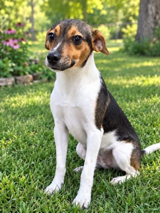Enlarge Mitzi, a Adoptable mixed breed in Winnfield, LA image 3/3