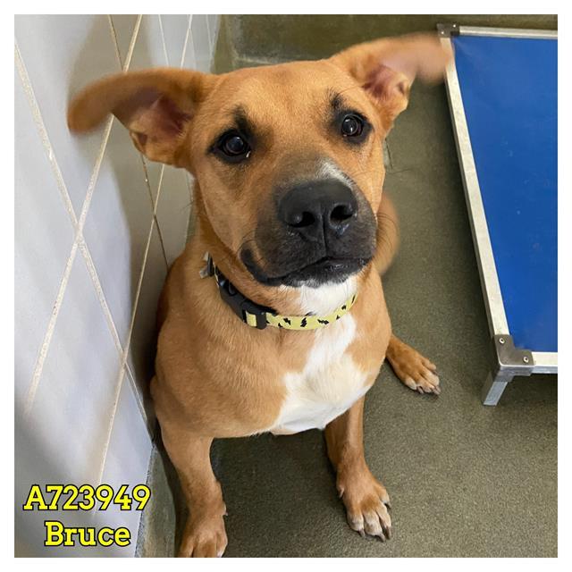 BRUCE, Adoptable, Young Male Labrador Retriever.