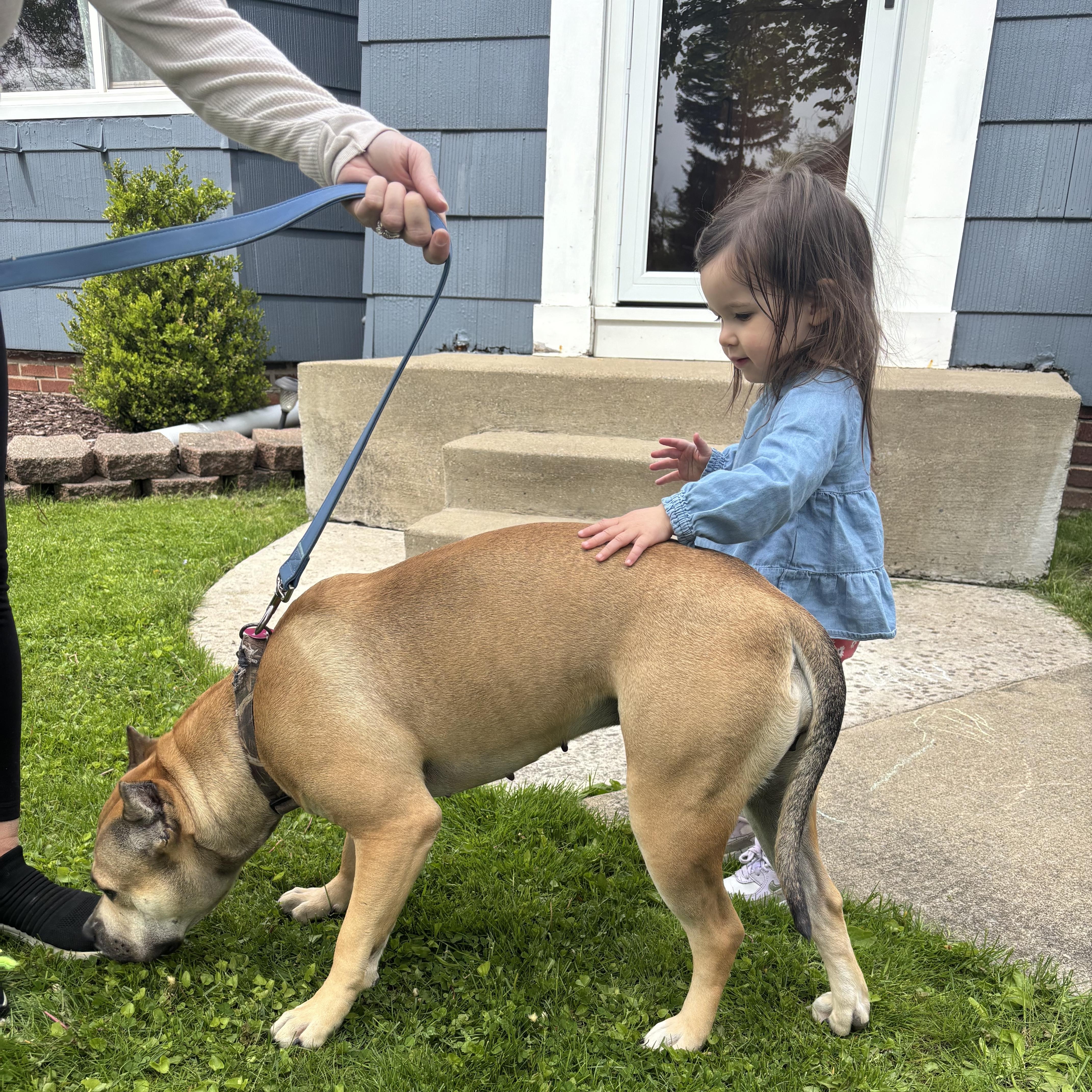 Sadie, an adopted mixed breed in Rochester, NY image 3/4