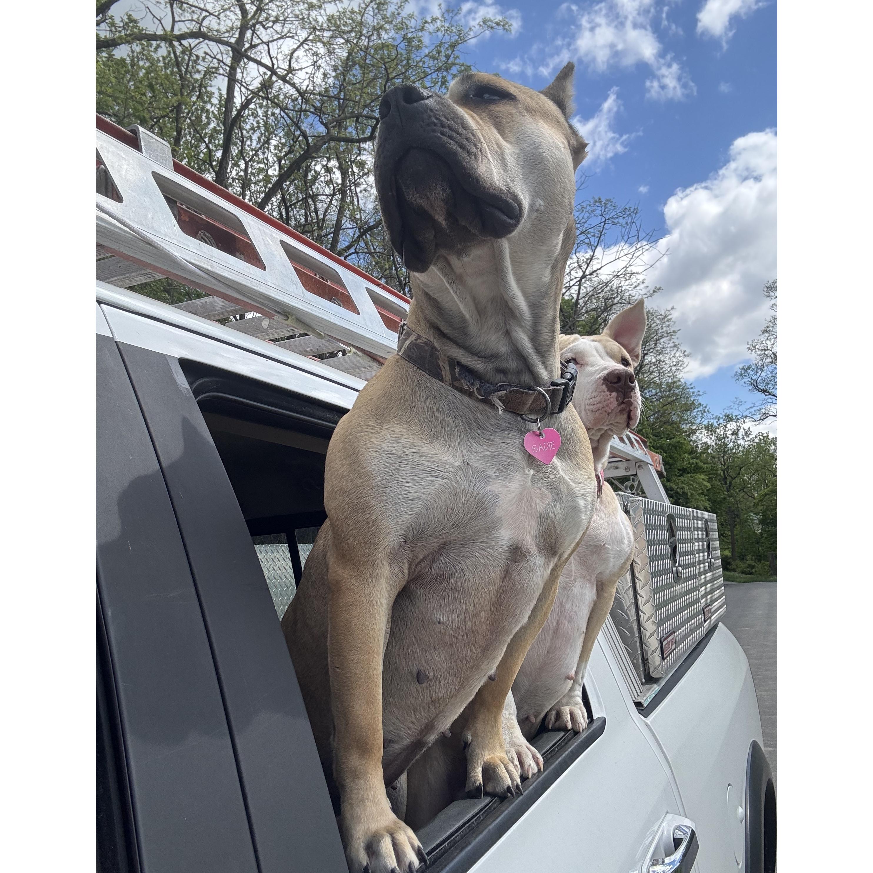 Sadie, an adopted mixed breed in Rochester, NY image 1/4
