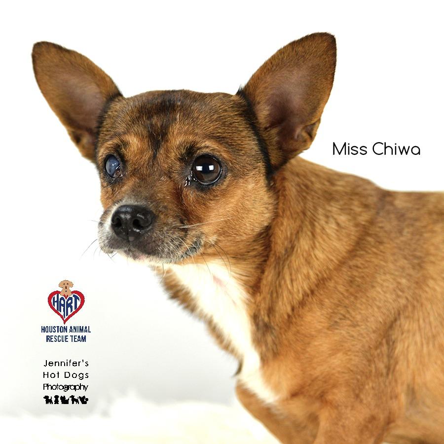 Enlarge Miss Chiwa, a Adoptable Chihuahua in Hockley, TX image 1/1